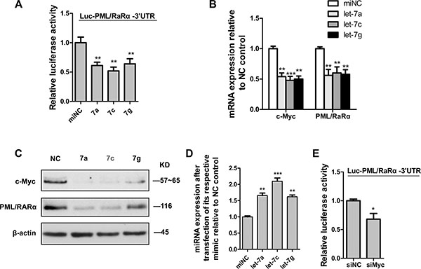 C-Myc suppressed PML/RAR&#x03B1; by let-7 miRNAs via 3