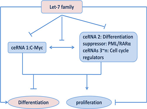 Effects of ceRNA functions among c-My, PML/RAR&#x03B1; and let-7 miRNAs on cell proliferation and differentiation.