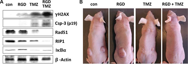 Expression of DNA repair and apoptotic factors in mice xenografts.