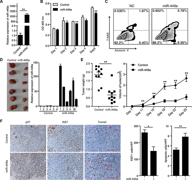 Introduction of miR-449a suppresses CRC cell growth and promotes apoptosis in vitro and in vivo.
