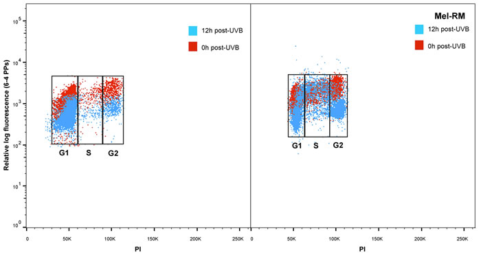 Repair of 6-4 photoproducts in melanoma and melanocytes in individual phases of the cell cycle: Bivariate distributions of 6-4 PPs