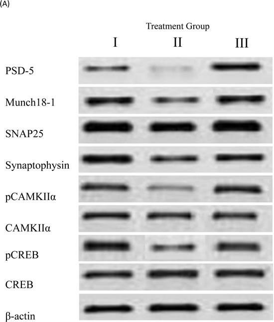 Synaptic structural proteins in brain homogenates detected by Western blot analysis.