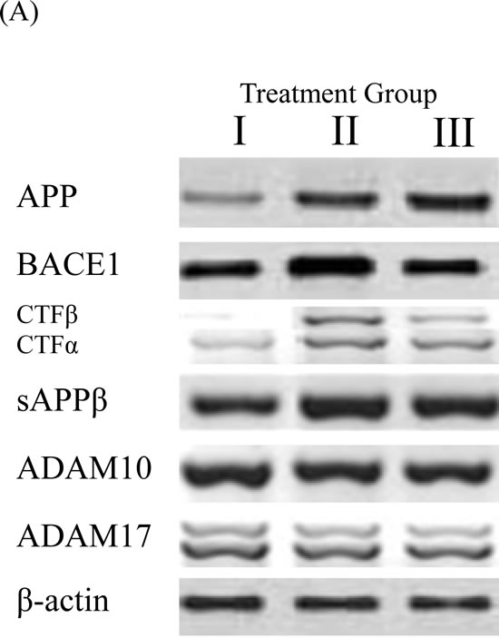 BACE1 and APP processing in brain homogenates detected by Western blot analysis.