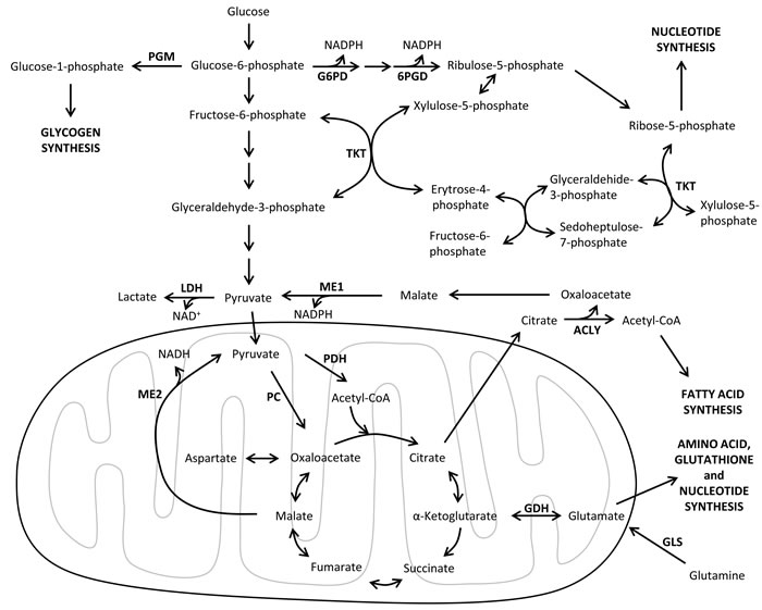 Major metabolic pathways involved in tumor metabolic reprogramming.