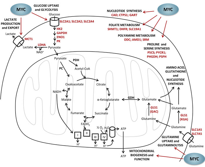 Metabolic regulation by MYC.