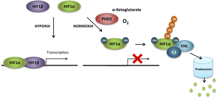 HIF1&#x3b1; regulation under normoxia.