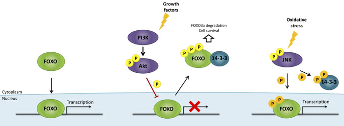 FOXO regulation by growth factors and oxidative stress.