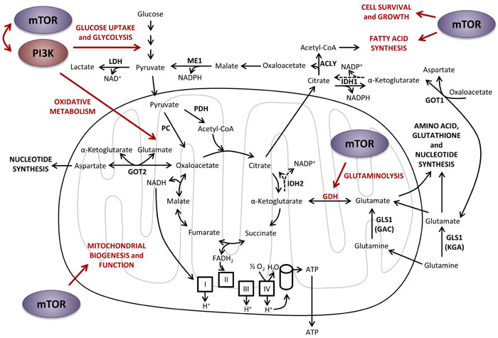 Effects of PI3K and mTOR on central carbon metabolism.