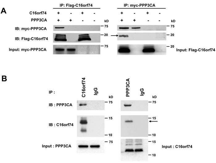 Interaction between C16orf74 and PPP3CA.