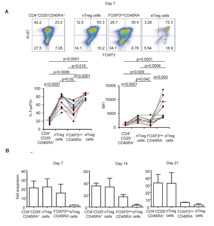 FOXP3 expression following expansion in the presence of high dose IL-2.