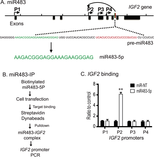 Biotinylated miR483 binds to the IGF2 promoter.