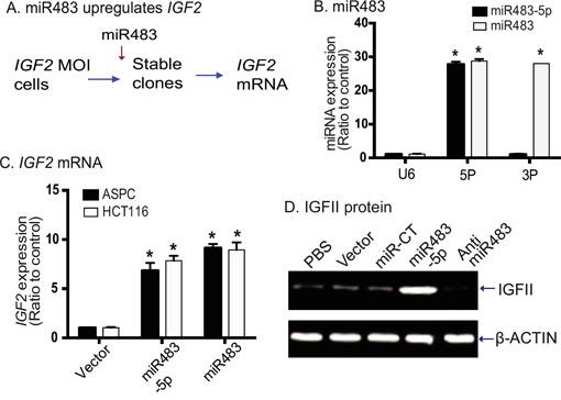 miR483 upregulates IGF2.