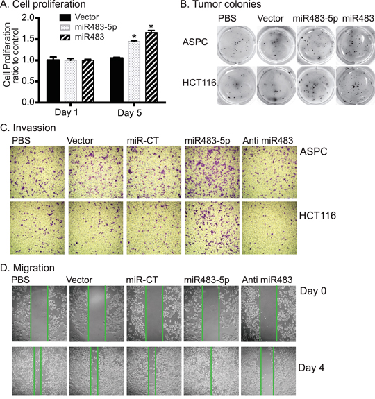 miR483 promotes the formation of tumor colony.