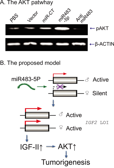 Putative model of the miR483-IGF2-AKT pathway.