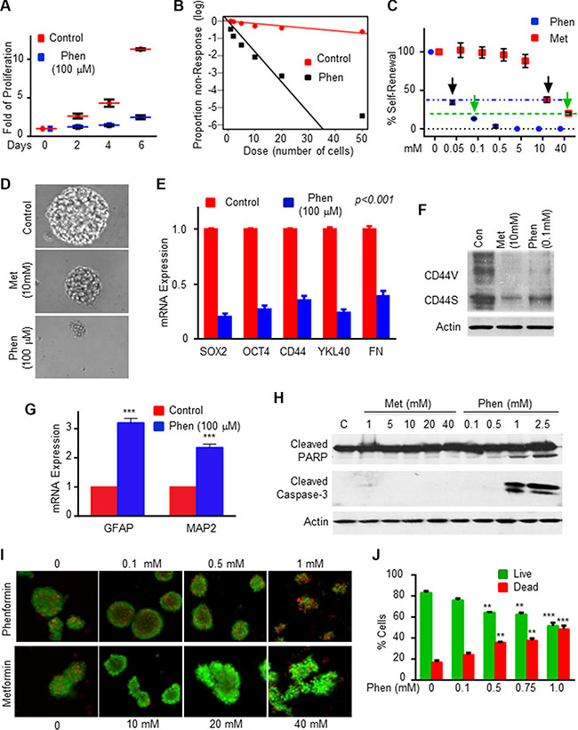 Phenformin inhibits GSC self-renewal and induces GSC apoptosis.