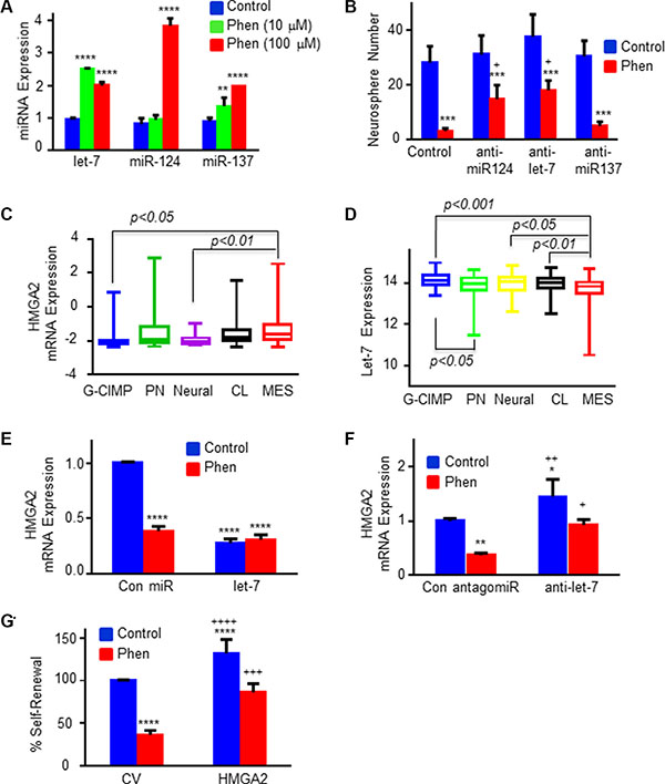 Phenformin regulates the expression of specific miRNAs and HMGA2 in GSCs.