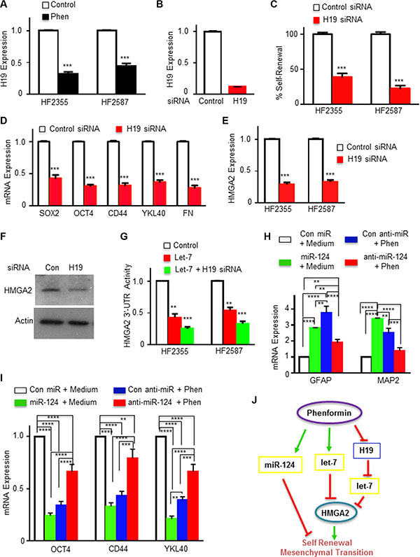 Phenformin regulates the H19/let-7/HMGA2 pathway in GSCs.