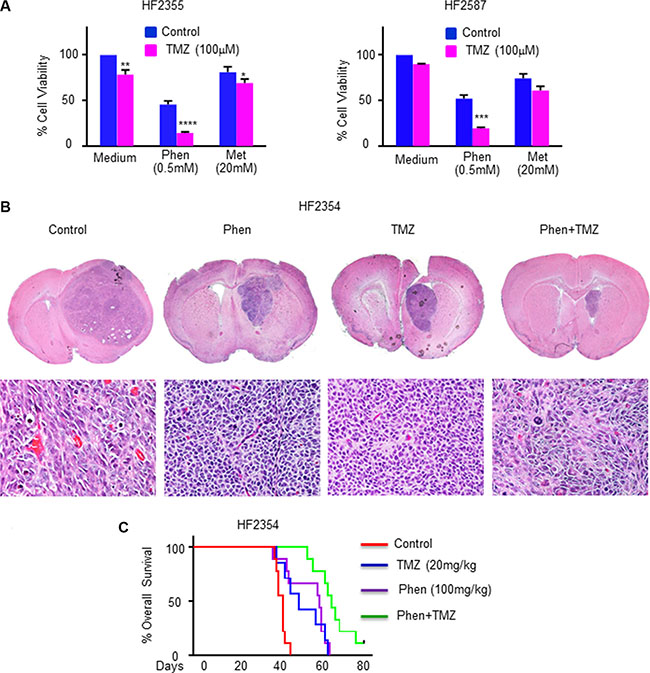 A combined treatment of phenformin and TMZ exerts an enhanced cytotoxic effect on GSCs in vitro and in vivo.