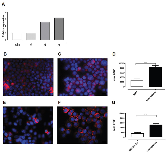 SCARA5 expression is upregulated in tumorspheres.