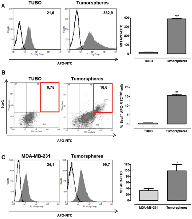 CSC display a higher APO-FITC uptake than differentiated cells.