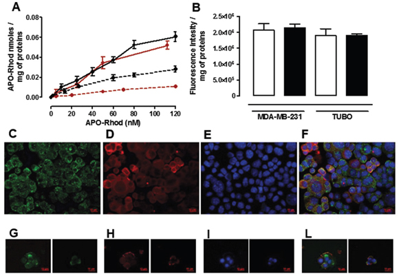 Uptake and intracellular distribution of Apo-Rhod.