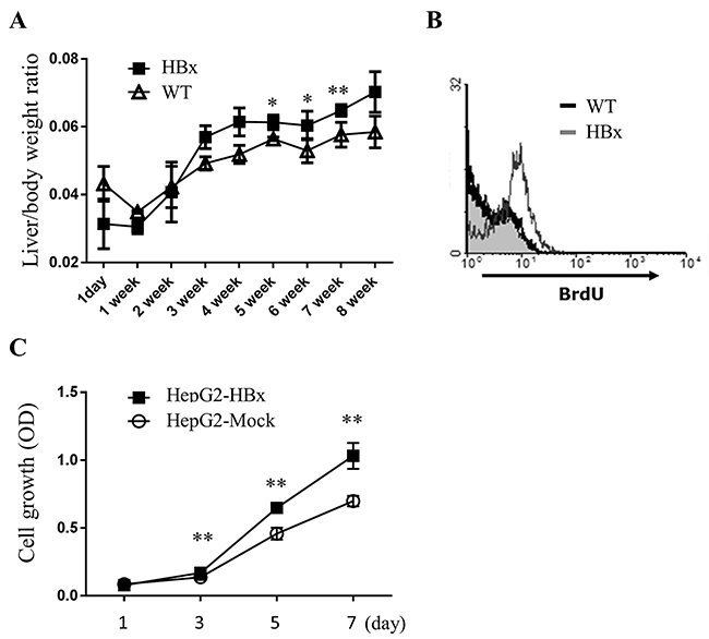 HBx increases cell growth in livers of mice and HepG2 cells.