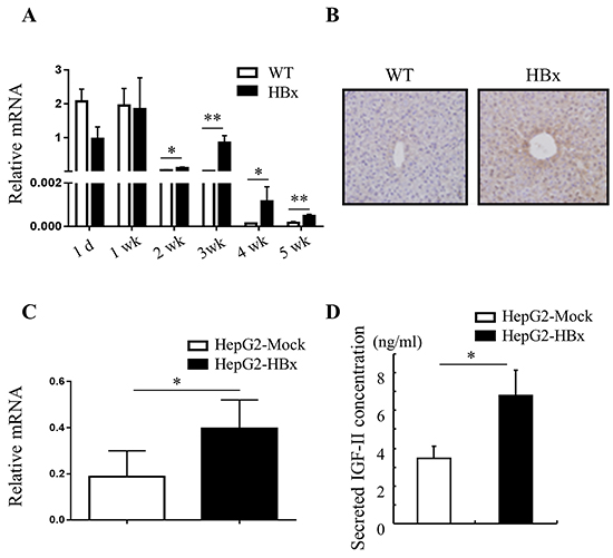 HBx induces IGF-II mRNA and protein expression.
