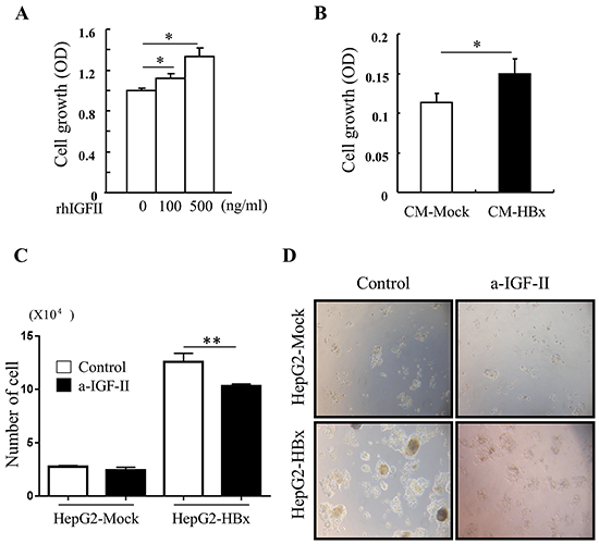 IGF-II induces cell growth and IGF-II neutralization reverses abnormal cell growth A. cell growth was measured in serum starved HepG2-Mock cells treated with rhIGF-II (0-500 ng/ml) for 24 h.