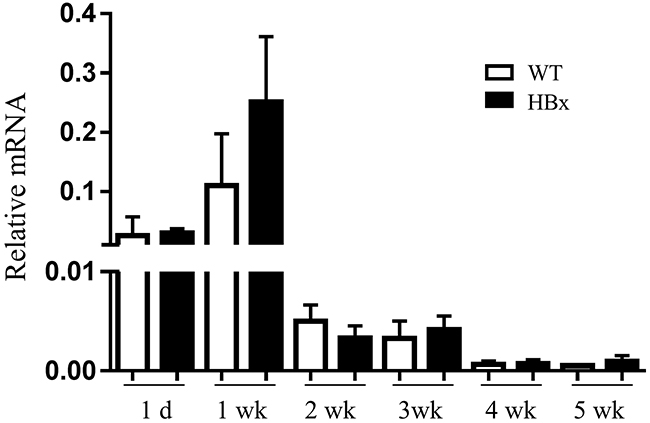 Relative mRNA expression for E-cadherin in the WT and HBx mouse livers from 1 day to 5 weeks.