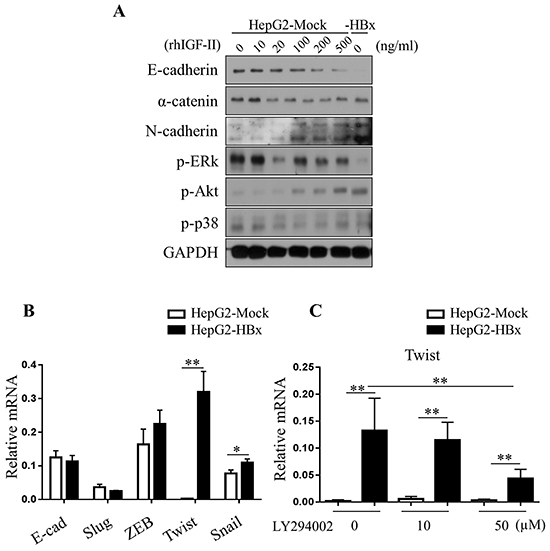 Loss of E-cadherin in HepG2 cells are dependent on Akt pathways.