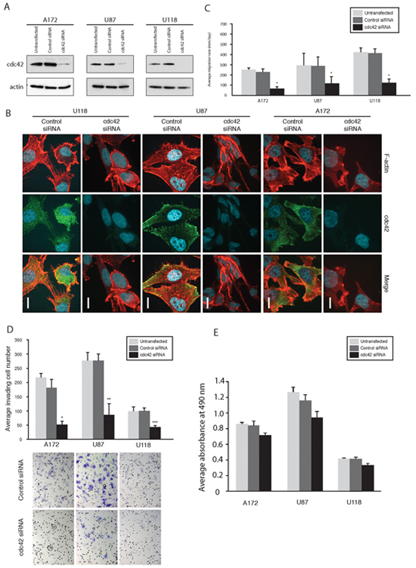 Knockdown of Cdc42 modulates morphology, suppress migration, and invasion of GBM cells