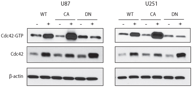 Doxycycline inducible cell lines expressing WT-, CA-, and DN-Cdc42 in U87MG and U251MG.