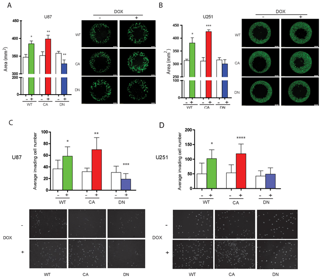 Induced aberrant cdc42 activity alters cell migration and invasion in U87MG and U251MG glioma cells.