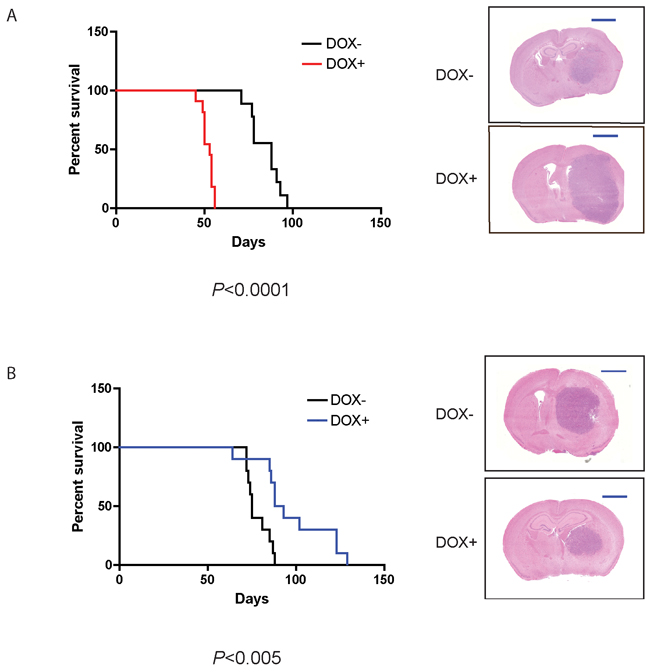 CA-Cdc42 expressing U251 MG cells decrease xenograft survival, whereas DN-Cdc42 expressing cells increase survival.