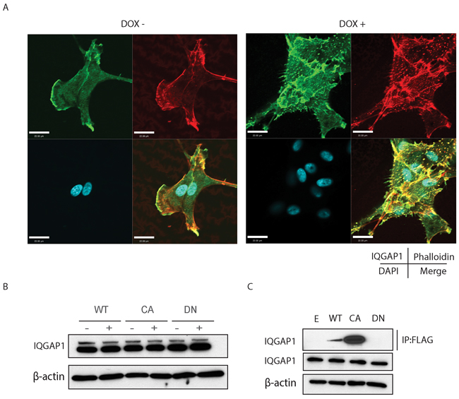 A. Confocal microscope images experiments demonstrate IQGAP1 co-localization to filopodia and focal adhesions.