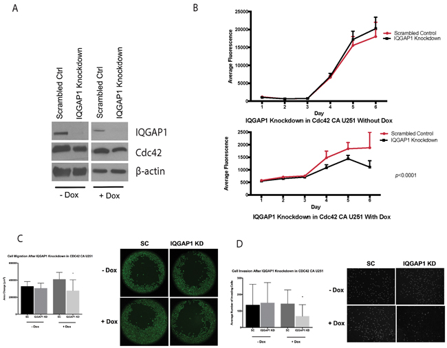 IQGAP1 siRNA on CA-Cdc42 inducible U251MG.