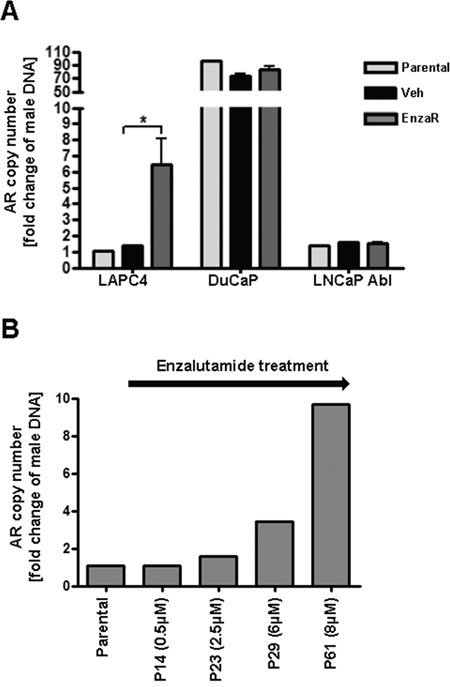 Enzalutamide resistant LAPC4 acquired AR gene amplification.