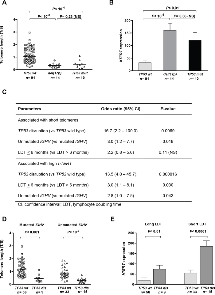 TP53 loss and mutation are equally associated with telomere shortening and hTERT overexpression in chronic lymphocytic leukaemia (CLL).