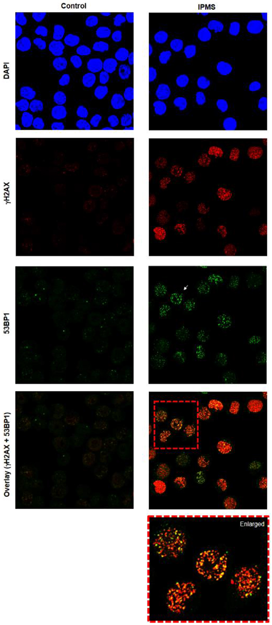 Induction of 53BP1 and &gamma;H2AX foci in TK6 cells following exposure to IPMS.