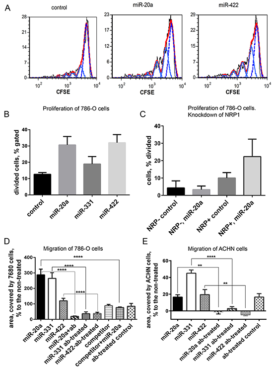 Proliferation and migration of 768-O and ACHN cells is regulated by miRNA mimics.