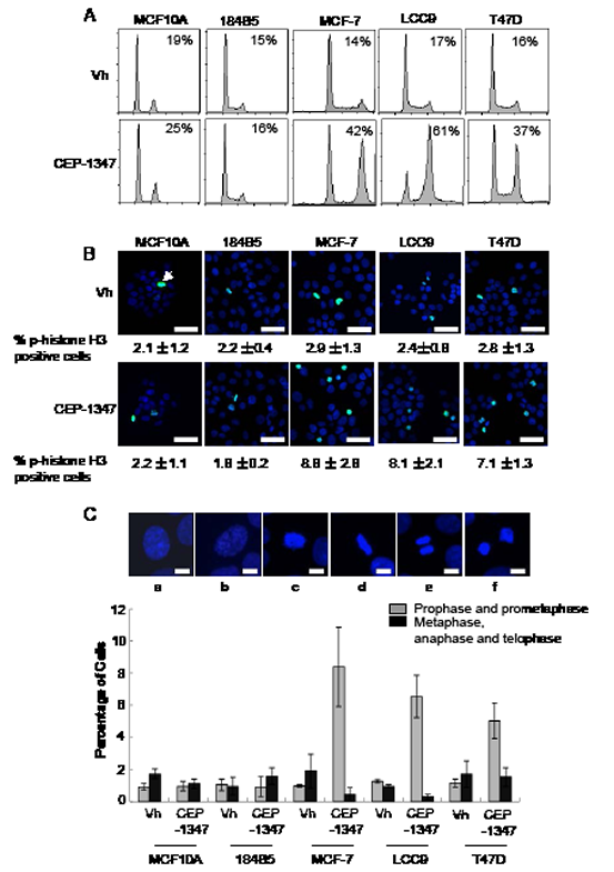 MLK inhibition causes G2/M arrest in breast cancer but not non-tumorigenic mammary epithelial cell lines.