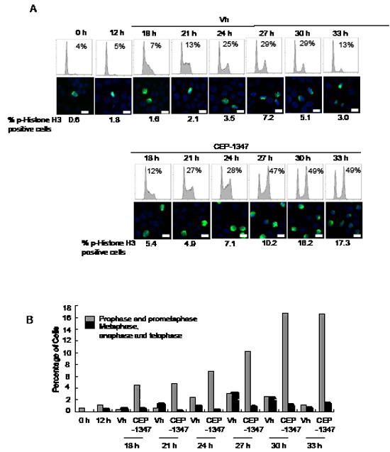 CEP-1347 treatment of synchronized MCF-7 cells causes G2 and M phase arrest.