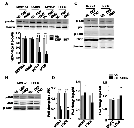 CEP-1347 treatment decreases JNK activity and c-Jun phosphorylation in MCF-7 and LCC9 cells.