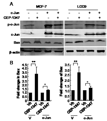Overexpression of c-Jun suppresses CEP-1347- induced Bax expression.