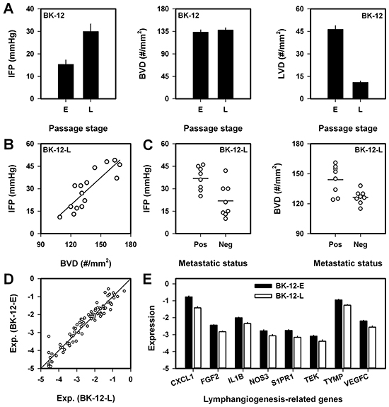 Interstitial fluid pressure (IFP), blood vessel density (BVD), lymph vessel density (LVD), lymph node metastasis, and expression of angiogenesis-related genes in BK-12 tumors in early (BK-12-E) and late (BK-12-L) passages (passages 4&#x2013;5 vs 15&#x2013;20).