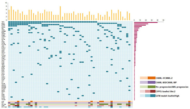 Distribution of the affected genes across the 56 CMML patients at diagnosis.