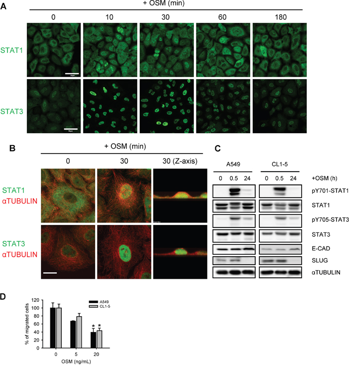 OSM induced the tyrosine phosphorylation and nuclear translocation of STAT1 and STAT3.