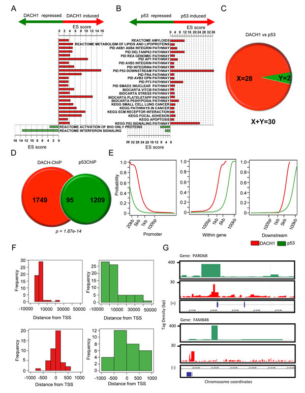 p53 and DACH1 regulate common functional gene modules and bind common genes in ChIP-Seq.