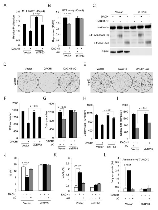 DACH1 enhances p53-dependent inhibition of colony formation and induction of apoptosis.