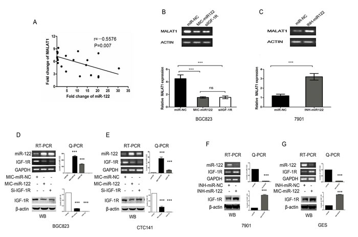 The miR-122-IGF-1R signaling might participate in the dysregulated MALAT1 expression in gastric cancer.